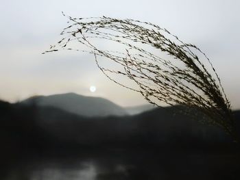 Close-up of silhouette branch against sky at sunset