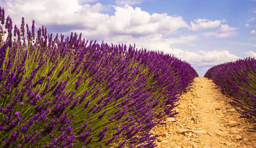 Scenic view of flowering plants on field against sky