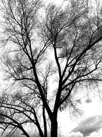 Low angle view of bare tree against sky