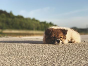 Close-up portrait of dog relaxing on road