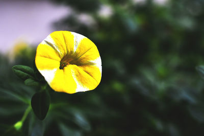 Close-up of yellow flower