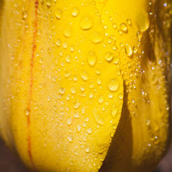 Close-up of wet yellow glass