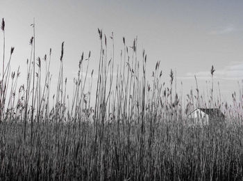 Plants growing on field