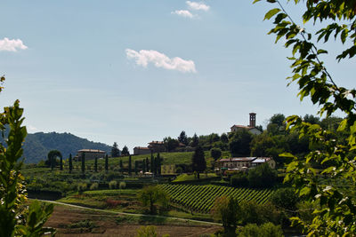 Panoramic shot of trees on field against sky