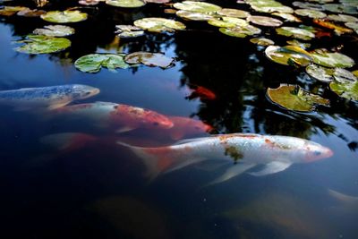 Fish swimming in lake