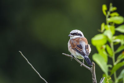 Close-up of bird perching on a plant