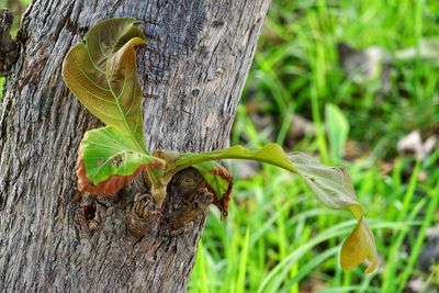 Close-up of leaf on tree trunk