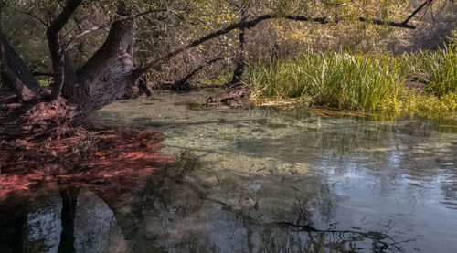 Scenic view of lake in forest