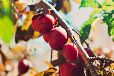 Close-up of berries growing on tree