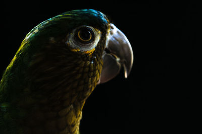 Close-up of parrot