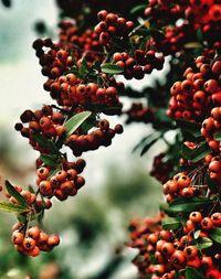 Close-up of berries growing on tree