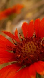 Close-up of red flower