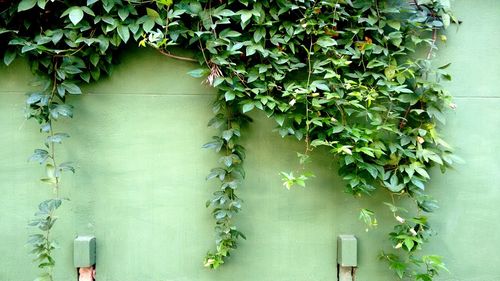 Ivy growing on green wall