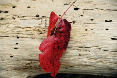 Close-up of dry maple leaf on wood