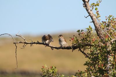 Low angle view of birds perching on branch against sky