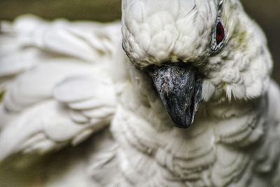 Close-up of white cockatoo with red eyes