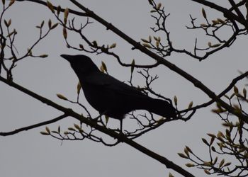 Low angle view of bird perching on branch against sky