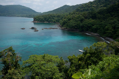 High angle view of bay and trees in forest