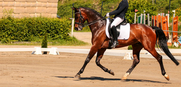 Horse riding horses