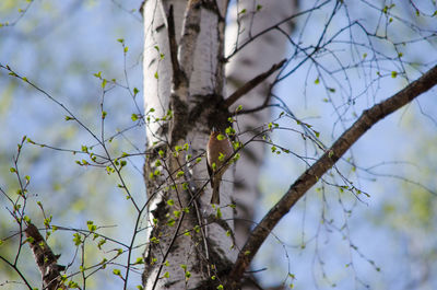 Low angle view of lizard on tree against sky