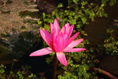 Close-up of pink flower