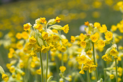 Close-up of fresh yellow flowers in field