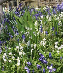 Close-up of purple flowers blooming in field