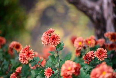 Close-up of flowers against blurred background