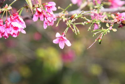 Close-up of pink cherry blossoms
