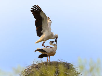 White storks on nest against clear sky