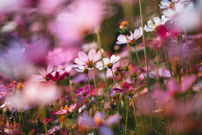 Close-up of purple flowering plants on field