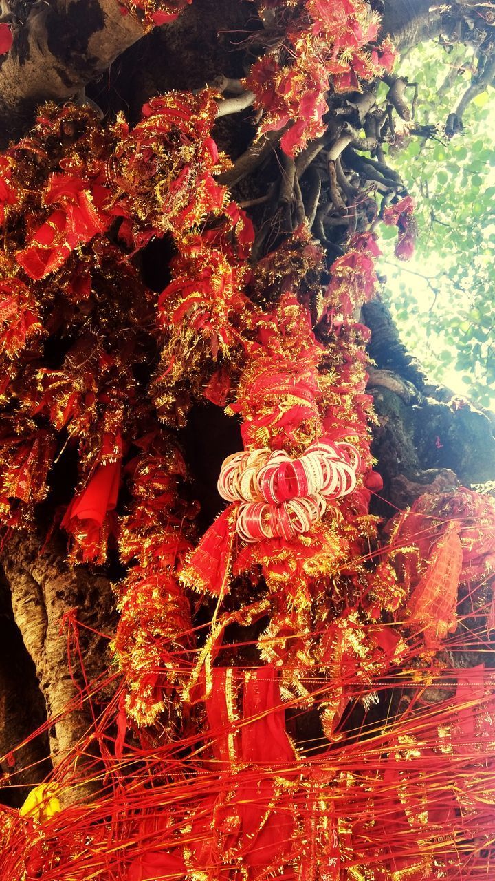 CLOSE UP VIEW OF RED BERRIES AND PLANTS