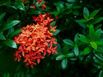 Close-up of red flowering plant