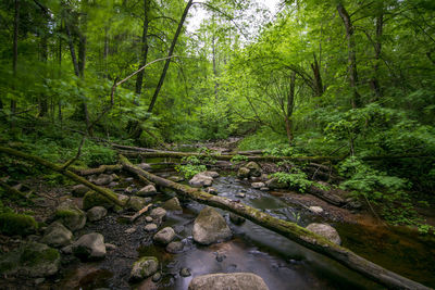 Stream amidst trees in forest