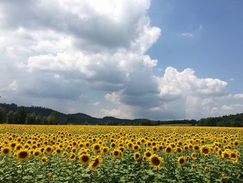 Scenic view of field against cloudy sky