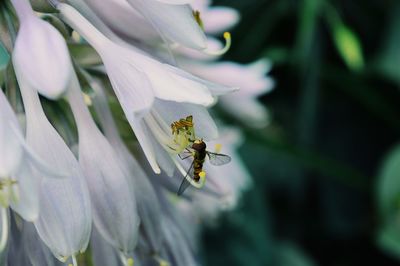 Close-up of bee pollinating on white flower