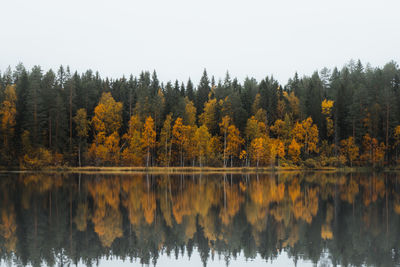Autumn fairy tale in kainuu, finland. the colourful deciduous trees play with all their colours 