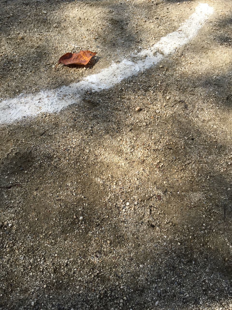 animal themes, high angle view, one animal, asphalt, street, textured, wildlife, animals in the wild, close-up, road, outdoors, day, insect, no people, nature, ground, sand, full frame, dead animal, directly above