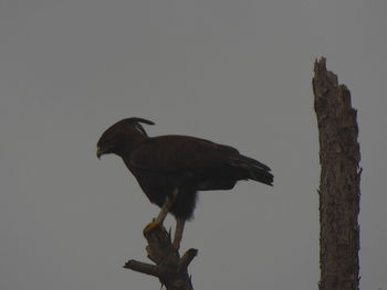 Low angle view of bird flying against sky