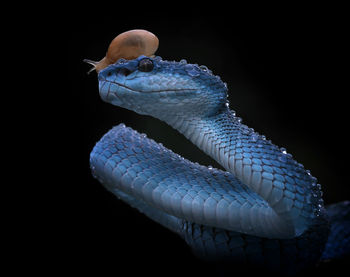 Close-up of jellyfish