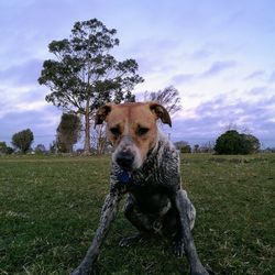 Portrait of a dog on field