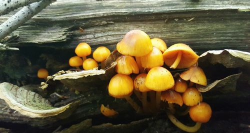 Close-up of fruits growing on tree