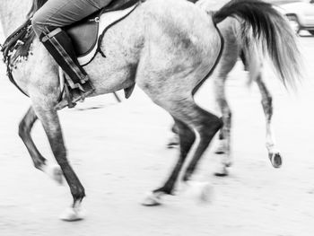 Horse cart on land