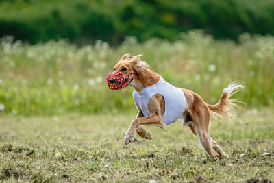 Saluki dog running fast and chasing lure across green field at dog racing competion