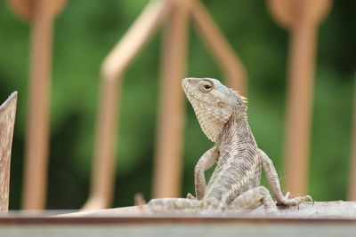 Close-up of lizard