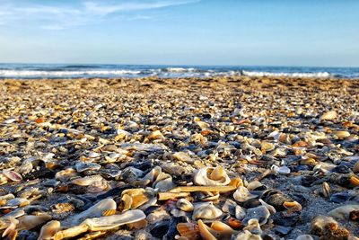 Sea shells by the sea shore