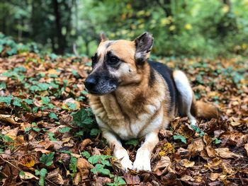 German shepherd in autumn