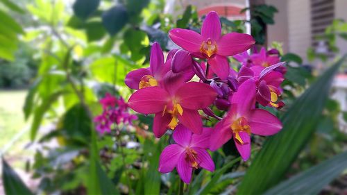 Close-up of pink flowers blooming outdoors