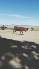 Cattle walking on dirt road against sky