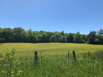 Scenic view of field against clear sky